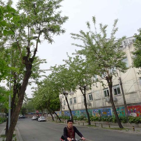 成都市哪里有刺槐苗