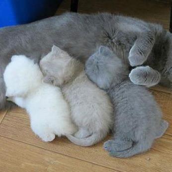 小猫病国际版抖音