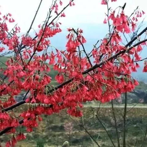 温州市永嘉县赏花的长尾关键词有哪些