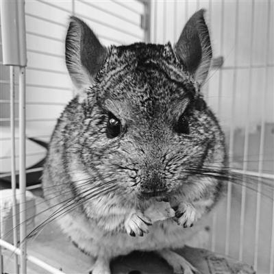 宁波哪里宠物医院好的相关长尾关键词有哪些