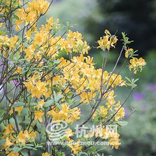 河南仙鹤上班怎么样