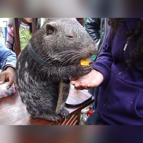 美食图片编辑工具设置免费百度长尾关键词有哪些