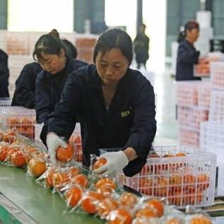 福建脐橙口感怎么样