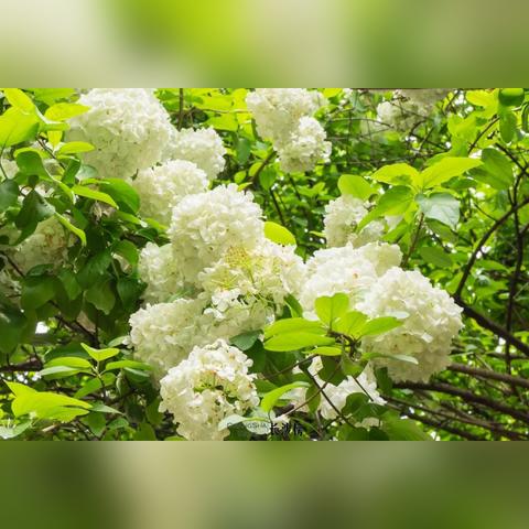 长沙小预算婚礼布置相关长尾关键词有哪些