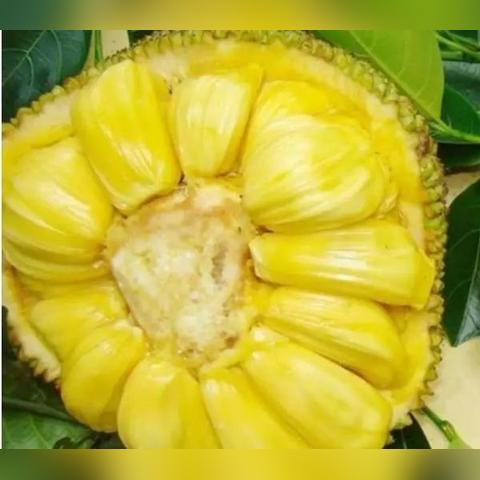 桂林市水果直播间有哪些