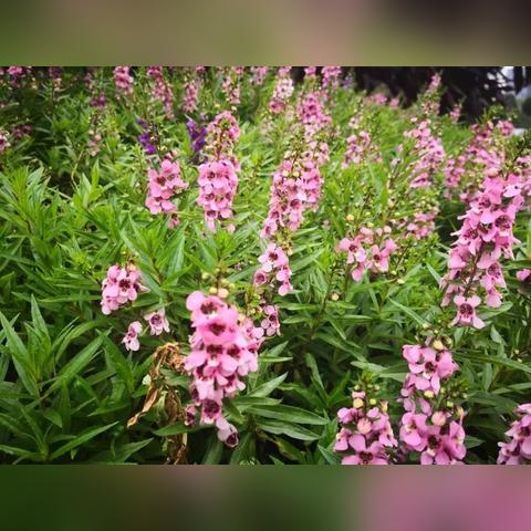 大连导游年审的长尾关键词有什么