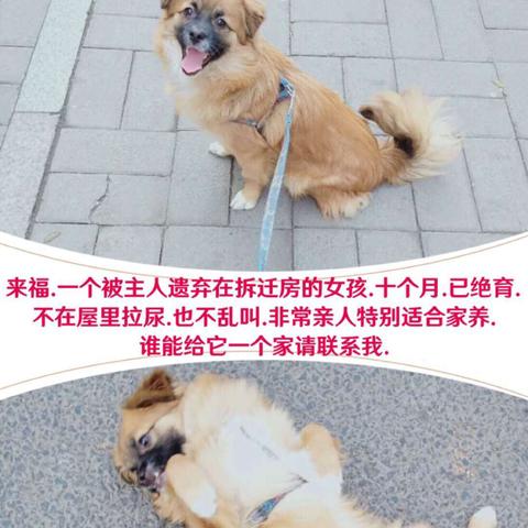 济南市办狗证需要带什么?谢谢？