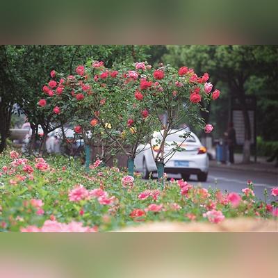 宁波市丽园北路什么街道