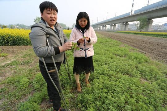 安徽固镇：残疾夫妻携手种植艾草点亮脱贫创业梦