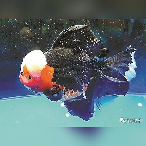 深圳知名小区相关长尾关键词有哪些