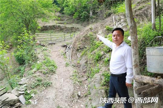 石泉90后小伙返乡创业引进中药材带领乡亲们脱贫致富