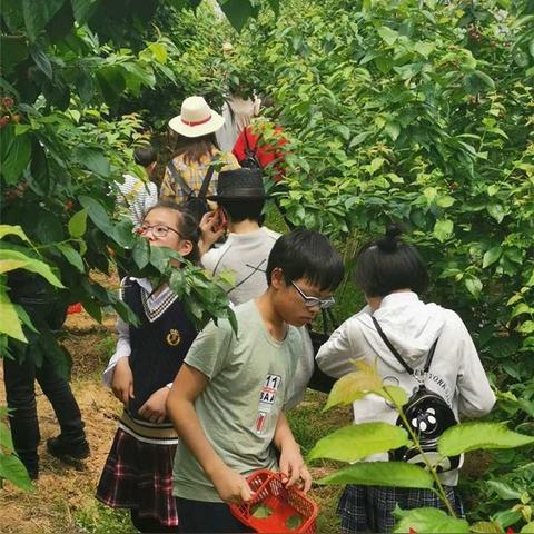 长沙樱桃价格相关长尾关键词有哪些