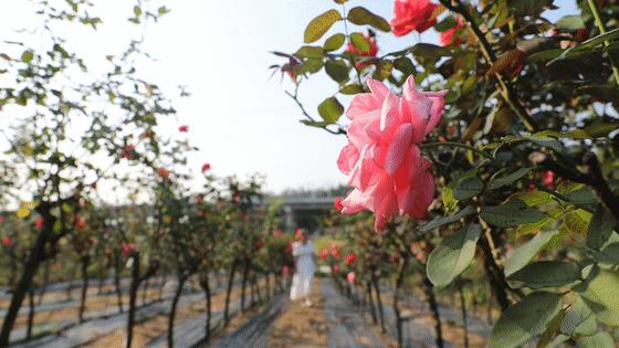 龙岗鲜花店,有什么景点是必去的?"