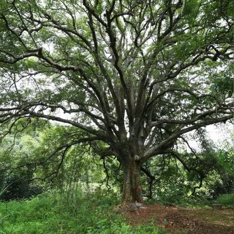 橄榄核生产在广西什么地方？