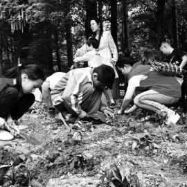 成都市区哪里可买莱苗