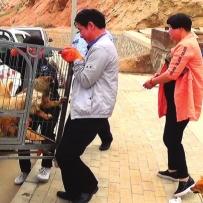 兰州市买狗在哪里最便宜