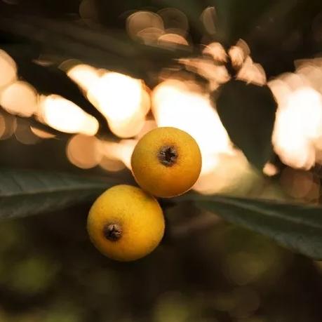 重庆枇杷哪个季节成熟的
