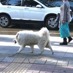兰州市哪里有买狗的店子