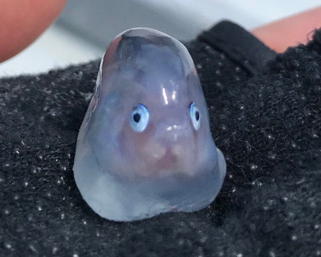 常吃果冻对孩子消化功能有影响