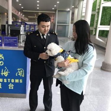 济南宠物市场相关长尾关键词有哪些