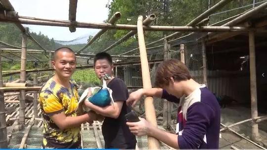 武平创业青年傅新华：投50万元创办孔雀养殖基地～热销各地！