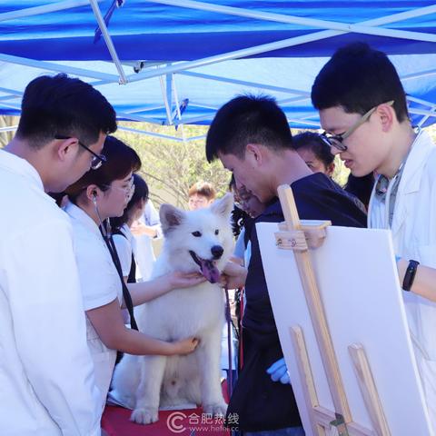 合肥狗狗免费领养基地相关长尾关键词有哪些