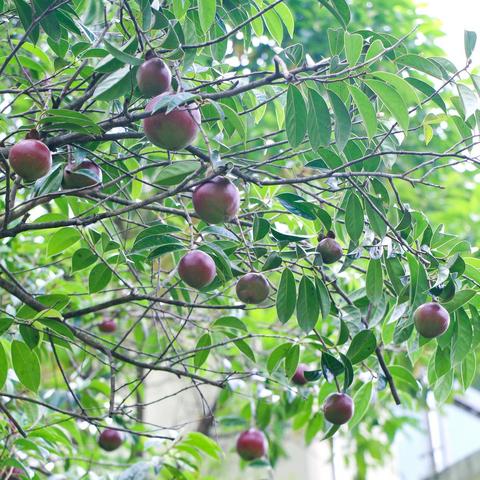 东莞市滋补品生产厂家有哪些