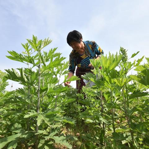 河北省邯郸市艾灸馆的长尾关键词有哪些