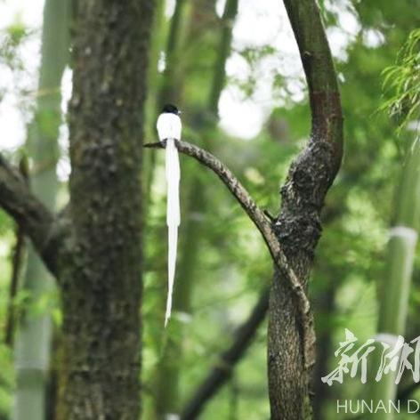湖南明日天气预报的长尾关键词有什么