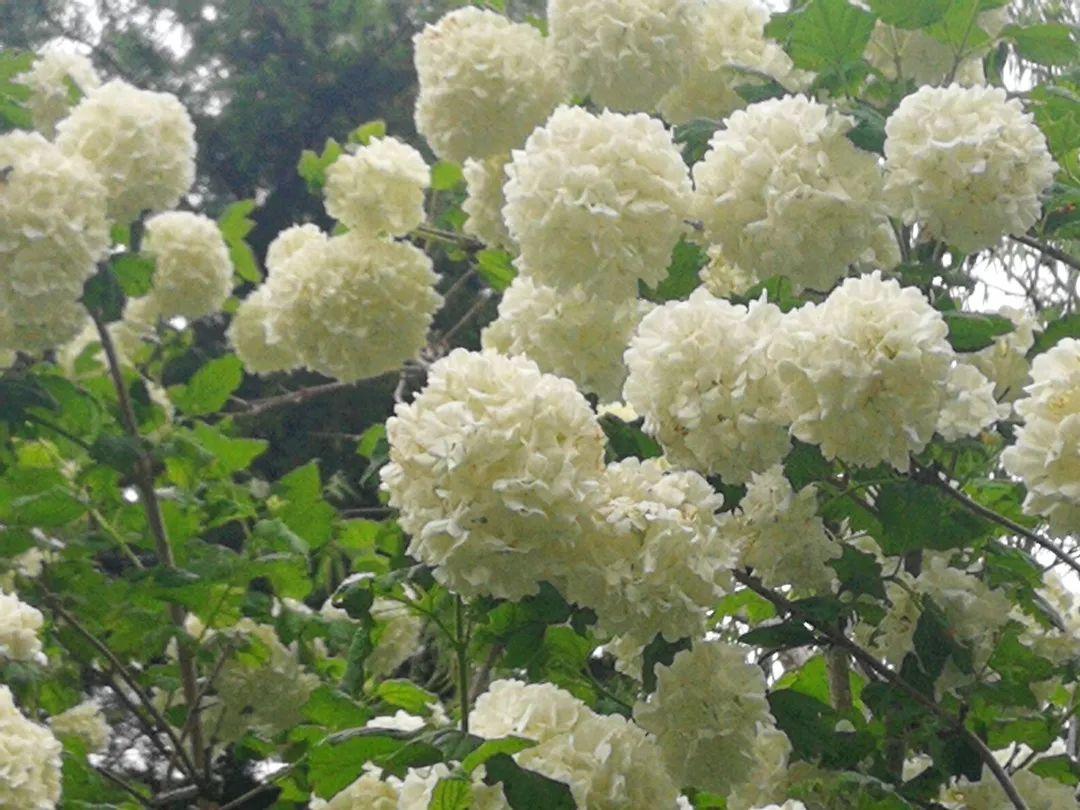 夏天种的花有哪些,夏季北方屋前种的什么花?