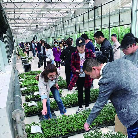 哈尔滨市卖菜苗的地方有哪些