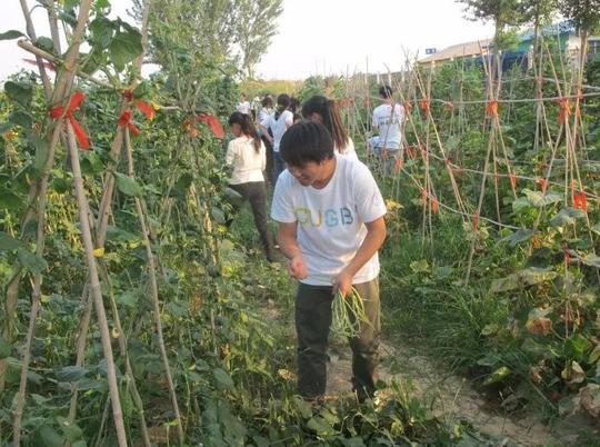 漫谈|大学生暑期帮果农卖40万斤樱桃涉农社会实践如何有实效有意义？