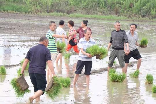 插秧啦！爱留乡田间——春种一粒粟，秋收万颗子