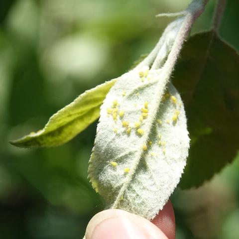 蜜虫什么天气最多