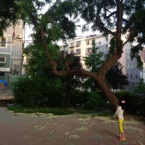 大连市市花叫什么名