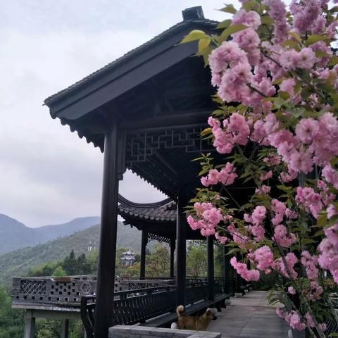 桂林市哪里买宠物狗好