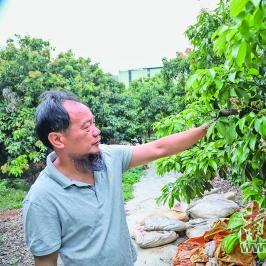 东莞市厚街哪里有荔枝园