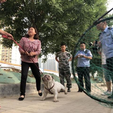 石家庄市收容烈性犬的长尾关键词有哪些