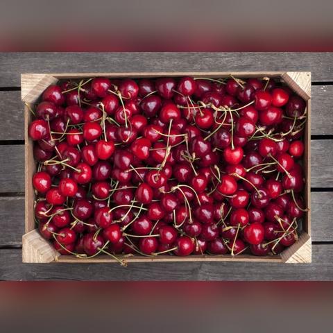 大连樱桃好吃吗的相关长尾关键词有哪些