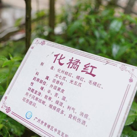 广州市有什么专业中医院