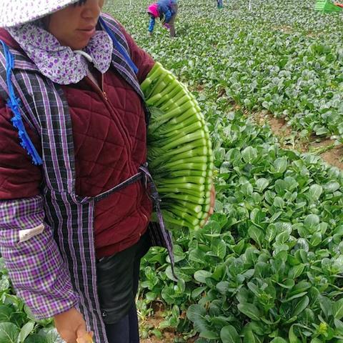 广东东莞市江南农批的长尾关键词有哪些