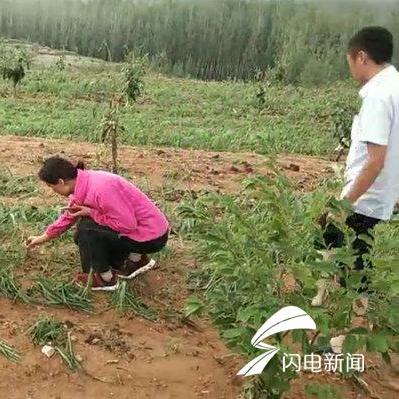 临沂市黄烟种植情况的长尾关键词有什么