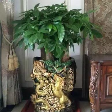 如何让发财树干多发点芽呢视频