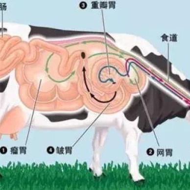 牛猪配不配？八字合婚给你靠谱答案