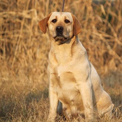生肖狗运势11月(属狗11月运势如何)