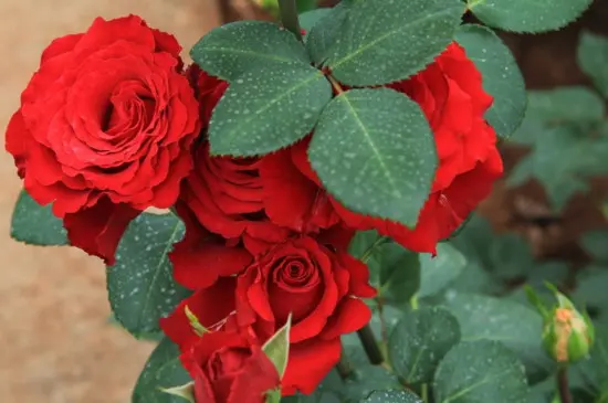 白玫瑰花语11朵：温柔与美好的象征