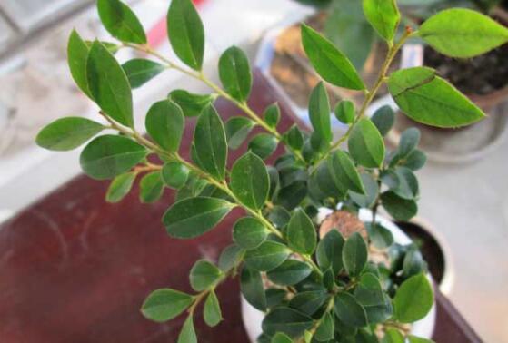 紫檀叶子发芽图片欣赏