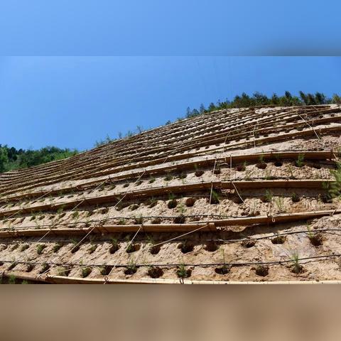 兰州20公分香花槐的相关长尾关键词有哪些