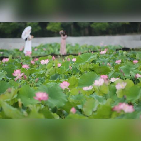 宁远县芙蓉小学学期总费用多少？