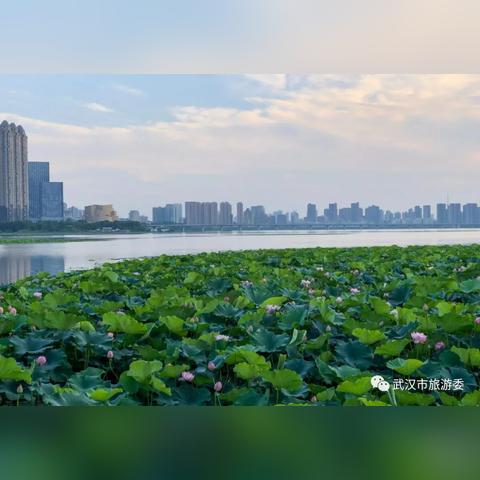 武汉外小游园要纯白t恤吗？